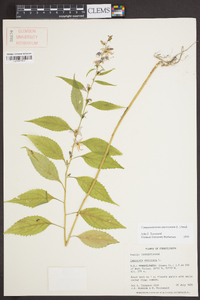 Campanulastrum americanum image