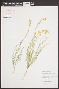 Sisymbrium linifolium image