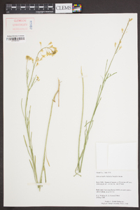 Sisymbrium linifolium image