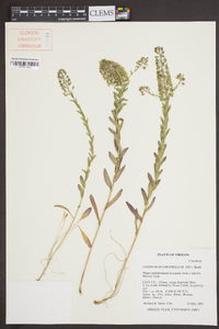 Lepidium heterophyllum image