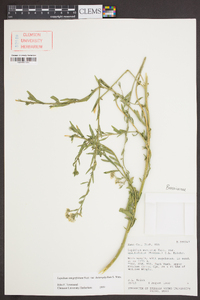 Lepidium integrifolium image