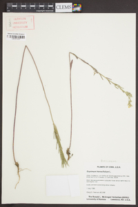 Erysimum hieracifolium image