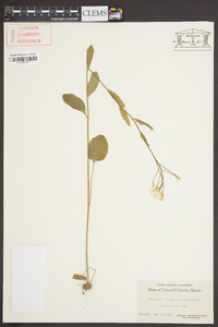 Cardamine bulbosa image