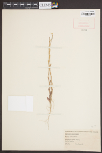 Camelina microcarpa image