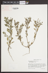 Heliotropium procumbens image