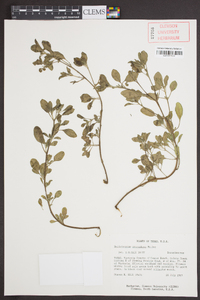 Heliotropium procumbens image