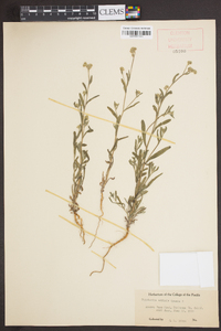 Cryptantha affinis image