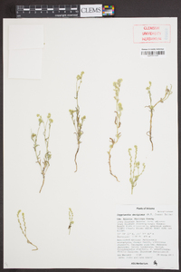 Cryptantha decipiens image