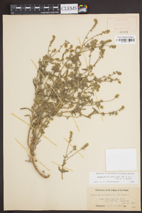 Cryptantha muricata image