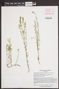 Cryptantha pterocarya image