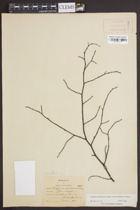 Carpinus caroliniana subsp. virginiana image