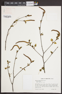 Betula populifolia image