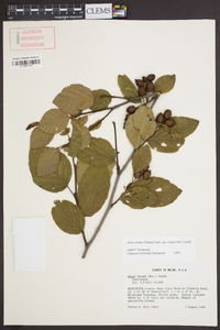 Alnus viridis subsp. crispa image