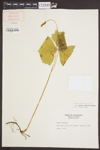 Achlys triphylla image