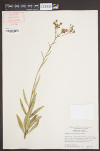 Vernonia texana image