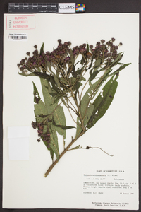 Vernonia noveboracensis image