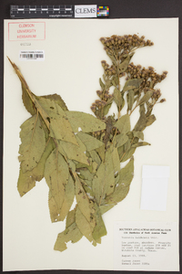 Vernonia baldwinii image