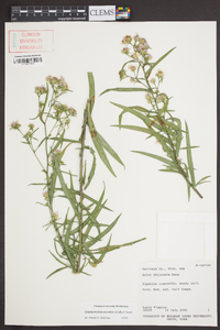 Symphyotrichum ascendens image