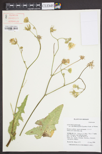 Sonchus arvensis image