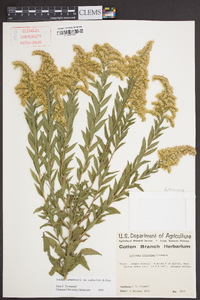 Solidago canadensis var. scabra image