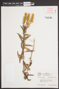 Solidago rigidiuscula image