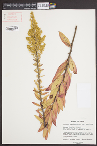 Solidago speciosa image