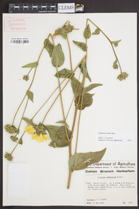 Silphium radula image