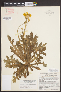 Pyrrhopappus grandiflorus image