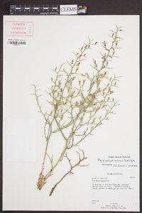 Pleiacanthus spinosus image