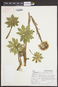 Petasites frigidus var. palmatus image