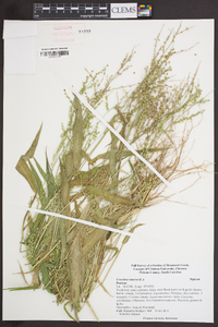 Urochloa ramosa image