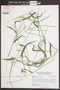 Digitaria ciliaris image