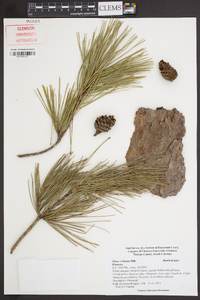 Pinus echinata image