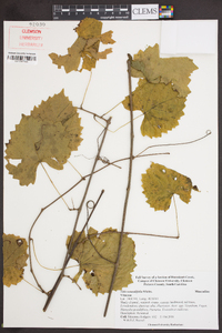 Vitis rotundifolia image