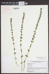 Sophronanthe pilosa image