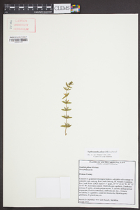 Sophronanthe pilosa image