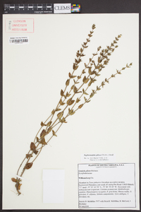 Sophronanthe pilosa image