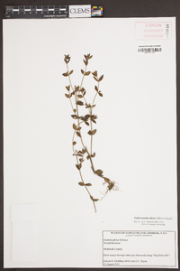 Sophronanthe pilosa image