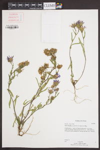 Machaeranthera canescens var. canescens image