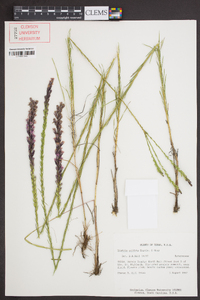 Liatris acidota image