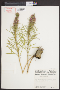 Liatris mucronata image