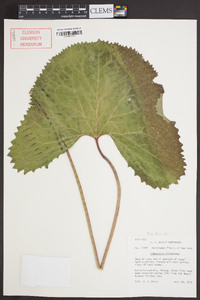 Image of Ligularia wilsoniana