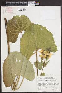 Ligularia wilsoniana image