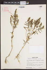 Iva angustifolia image