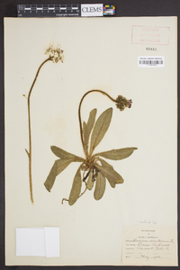 Hieracium aurantiacum image