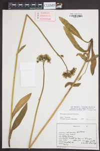 Hieracium caespitosum image