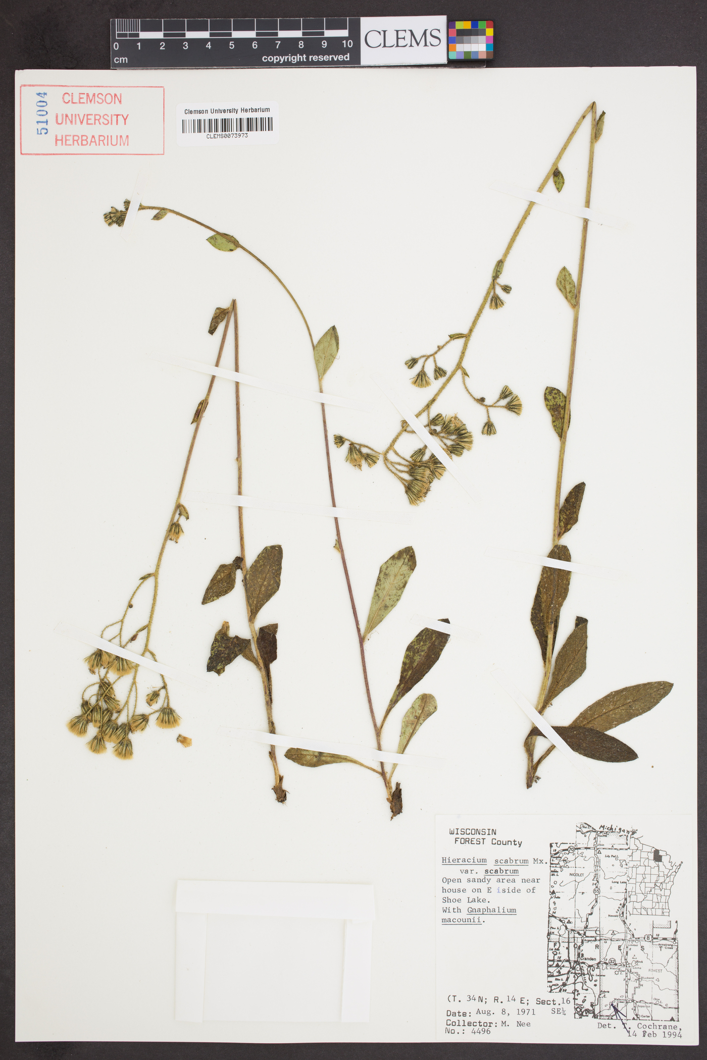 Hieracium scabrum var. scabrum image