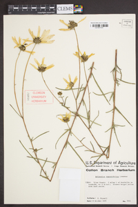 Helianthus angustifolius image