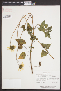 Helianthus debilis subsp. cucumerifolius image