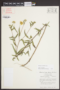 Heliomeris multiflora image